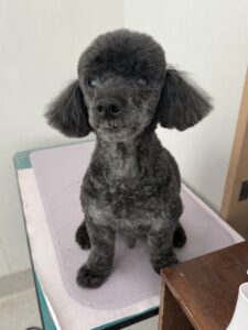 ネロくんのトリミング写真