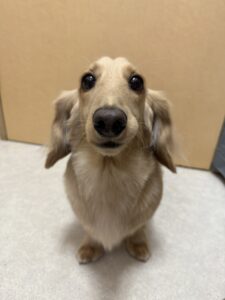 メイくんのトリミング写真