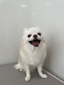 カロンちゃんのトリミング写真