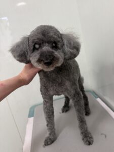 パルくんのトリミング写真