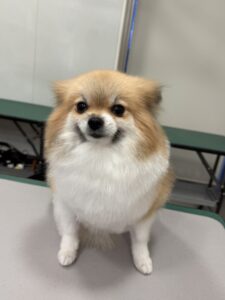 みみちゃんのトリミング写真