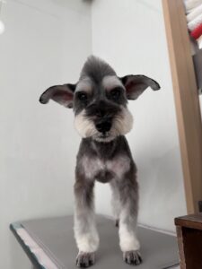 ソルトくんのトリミング写真