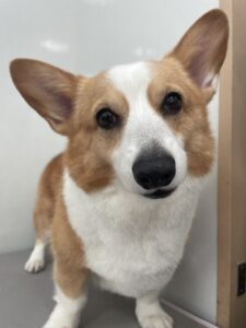 9月13日のわんこたちの写真