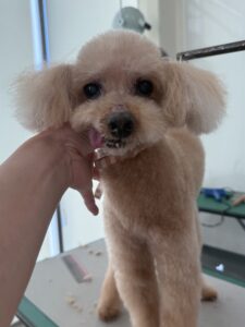 チャオくんのトリミング写真