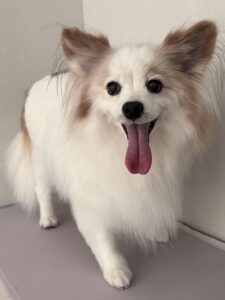 快くんのトリミング写真