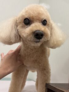 マリンちゃんのトリミング写真