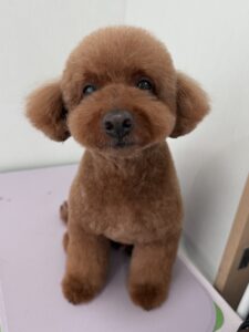 李(もも)くんのトリミング写真