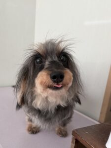 かえでちゃんのトリミング写真