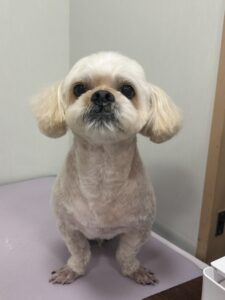 ふくくんのトリミング写真