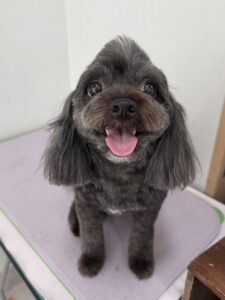 モナちゃんのトリミング写真