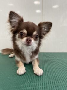 ざらめちゃんのトリミング写真