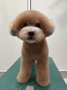 田んぼくんのトリミング写真