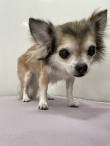 cocoa(ココア)ちゃんのトリミング写真