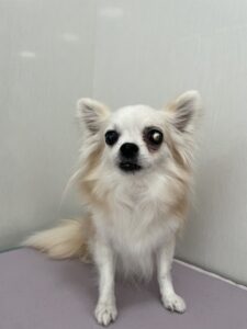 cinnamon(シナモン)ちゃんのトリミング写真