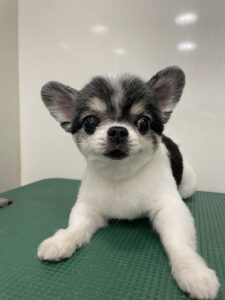 マフちゃんのトリミング写真
