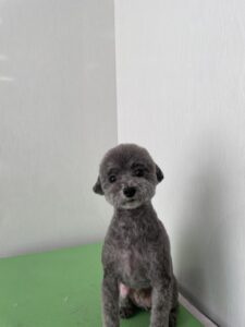 メイくんのトリミング写真
