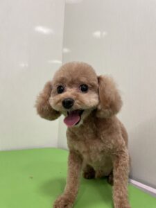 ハッピーくんのトリミング写真