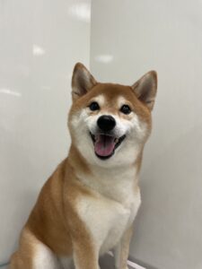 こなつちゃんのトリミング写真