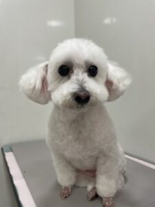 くららちゃんのトリミング写真