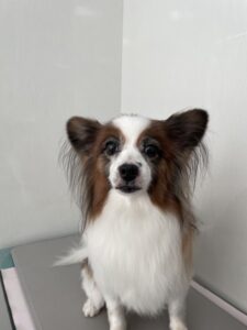ピノちゃんのトリミング写真