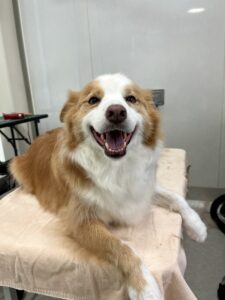 茶々(ちゃちゃ)ちゃんのトリミング写真