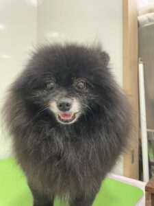 クローバーくんのトリミング写真