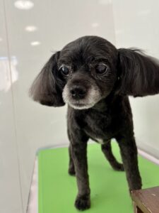 9月6日のわんこたちの写真