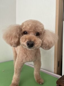 ココアちゃんのトリミング写真
