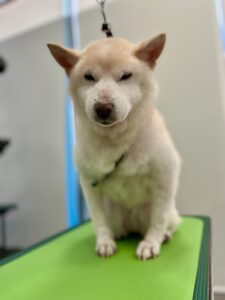 チロちゃんのトリミング写真
