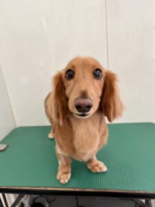 こうたくんのトリミング写真