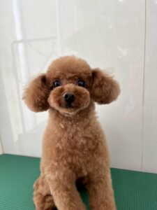 9月10日のわんこたちの写真