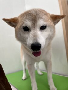 9月12日のわんこたちの写真