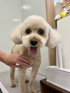 ラックくんのトリミング写真