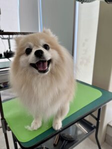 麦（むぎ）ちゃんのトリミング写真