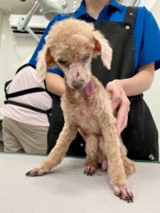千尋（ちひろ）ちゃんのトリミング写真