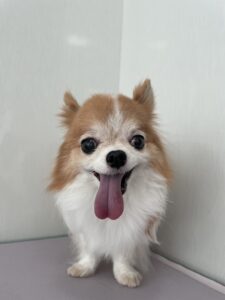 くうくんのトリミング写真
