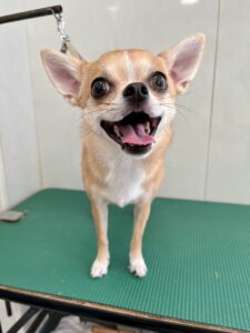 杏(あんず)ちゃんのトリミング写真
