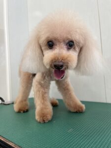 ラムちゃんのトリミング写真