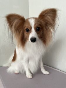 そらくんのトリミング写真