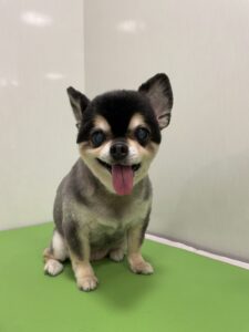 小梅ちゃんのトリミング写真