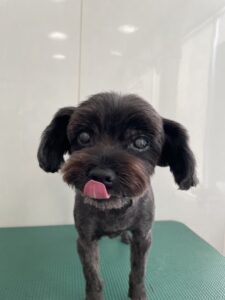 あずきちゃんのトリミング写真