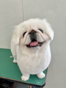 9月16日のわんこたちの写真