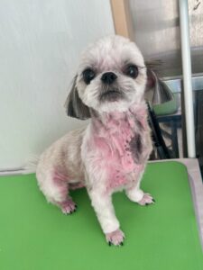 ゆめちゃんのトリミング写真