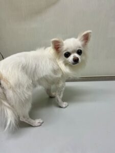 福(ふく)ちゃんのトリミング写真