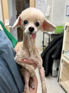 くるみくんのトリミング写真