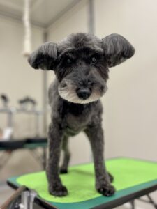 トワくんのトリミング写真