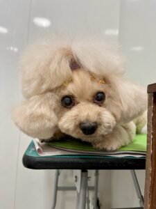 ちゃこちゃんのトリミング写真