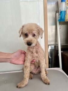 コロンくんのトリミング写真