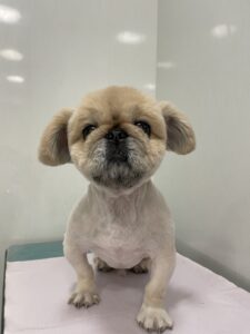 こむぎくんのトリミング写真