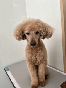 プークくんのトリミング写真